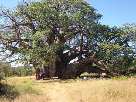 Baobab Eco-play 4