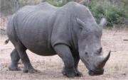 Rhino beauty