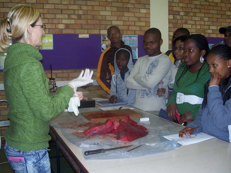 Cows Respiratory System