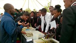 Qawekazi Mkabile and David Gwapedza of the  (IWR) explain how insects indicate water quality.