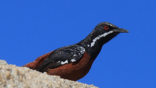 Male Rockjumper in the Swartberg mountains
