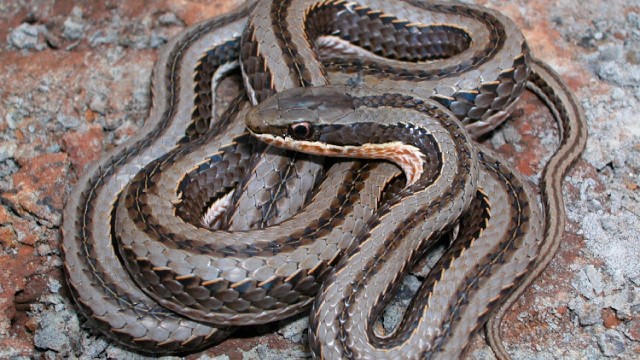The Tanzanian grass snake discovered by Rhodes researchers.
Image: SUPPLIED
