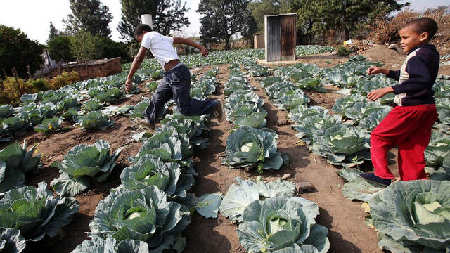 Children play in a cabbage patch near their home in Modderspruit