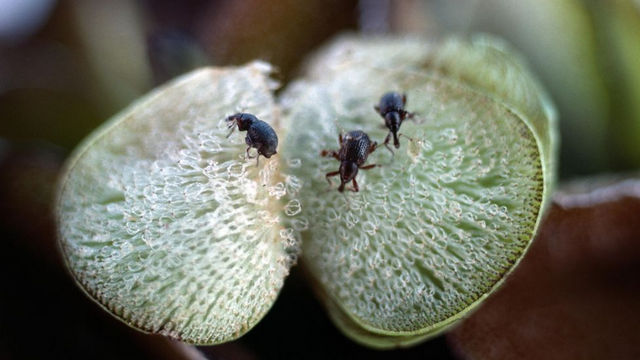 The larvae of the Salvinia weevil are highly destructive and can bring a freshwater habitat back into ecological balance (Credit: Alamy)