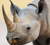 Why plans to legalise rhino-horn trade will fail