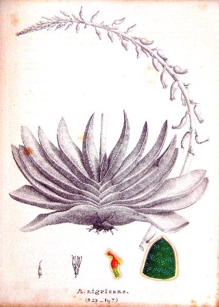 Gasteria brachyphylla in  Joseph de Salm-Reifferscheidt- Dyck 1835. Monographia generum Aloes et Mesembryanthemi
