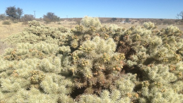 Thistle cholla near Hotazel in the Northern Cape Province of South Africa