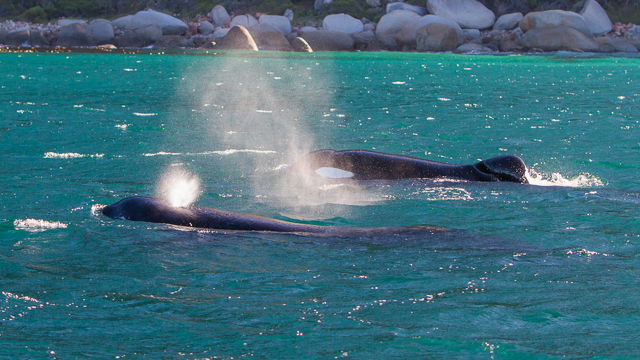 Two killer whales, including the infamous 'Starboard' [Pic by Dr Alison Kock]