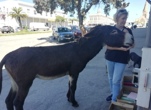 SPCA Donkey