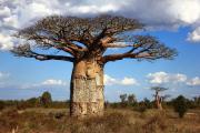 The Baobab Tree