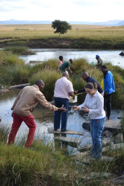 Participants do a miniSASS macroinvertebrate study in the Tsitsa River