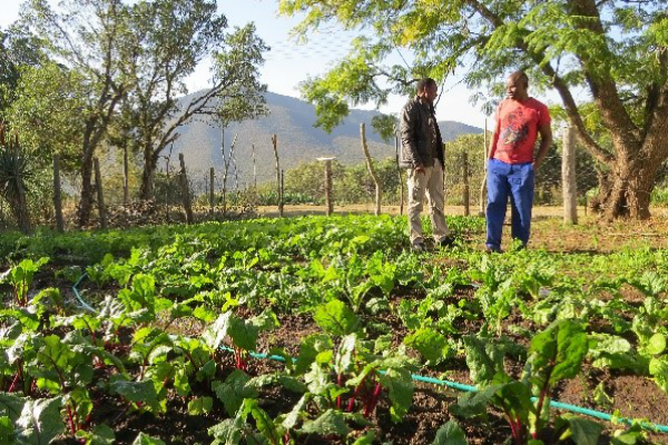 Vegetable garden of a potential Trial participant