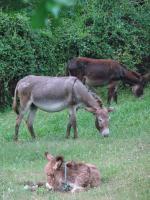 Donkeys