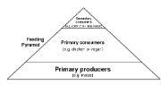 Food pyramid 3