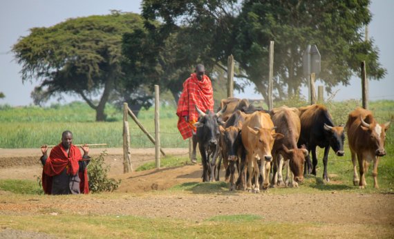 Livestock production and marketing for small emerging farmers 