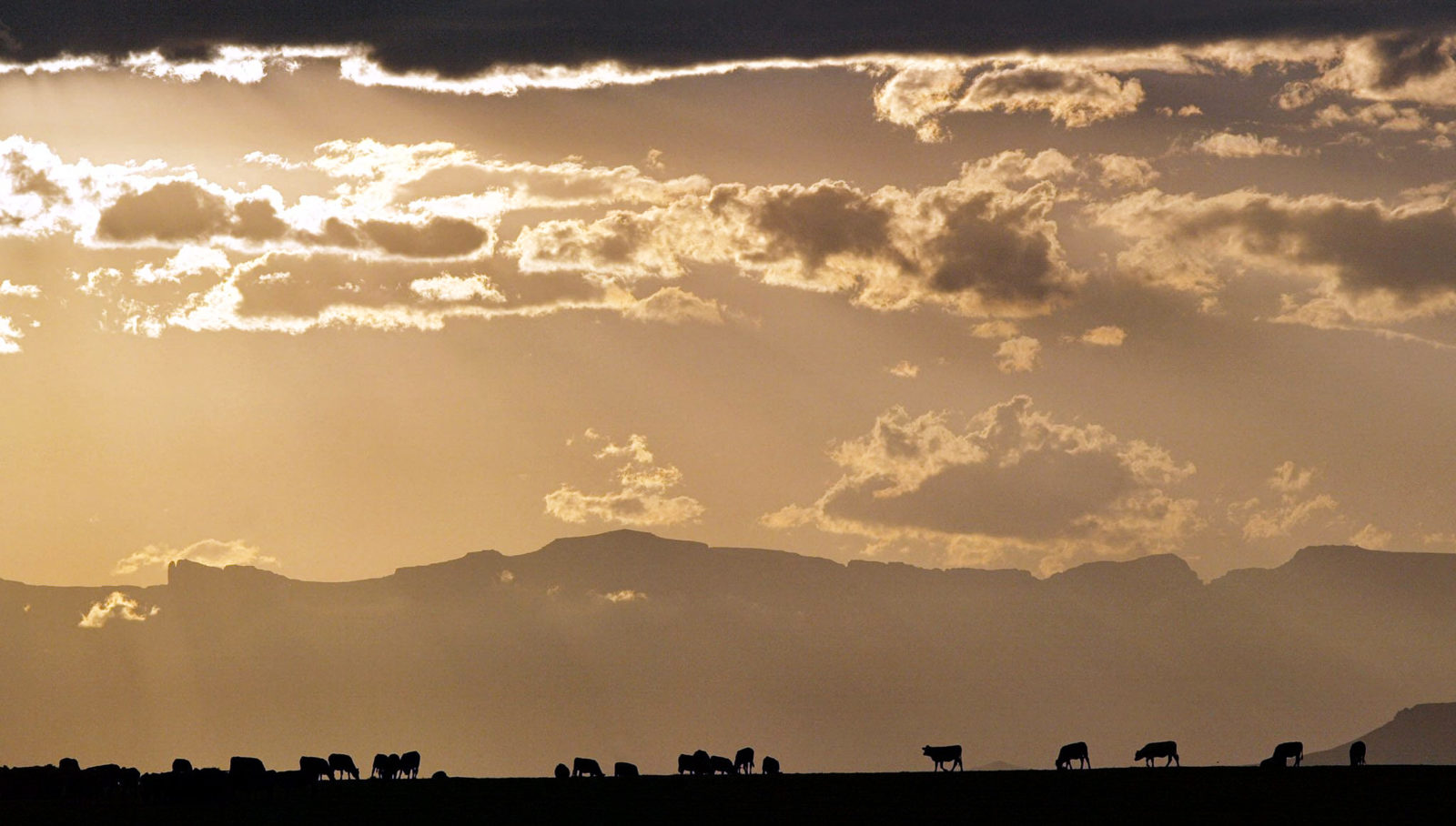 A herd of cattle is fed with feed supplements on a farm below the Drakensburg Mountains near Bergville in Kwa Zulu Natal Province