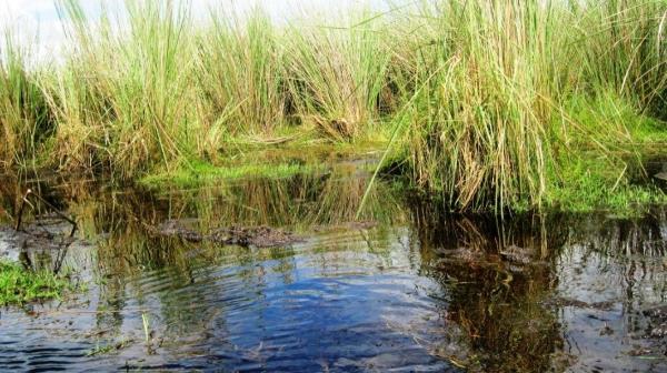 Example of a restored wetland in Rwanda (Rugezi wetland), the only Ramsar wetland in Rwanda that has been restored in 2004. Photo by Prof. Elias Bizuru.