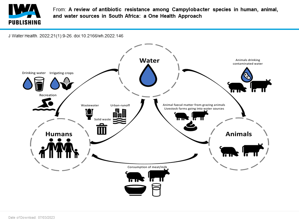 A recent publication has revealed that there is high antibiotic resistance among Campylobacter isolates from humans, animals, and water in South Africa.