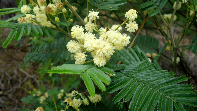 Black wattle