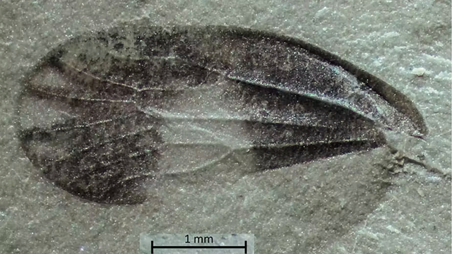 A fossilised insect wing with some of its colouration preserved is just one tiny treasure emerging from the site. [CREDIT: Rose Prevec]