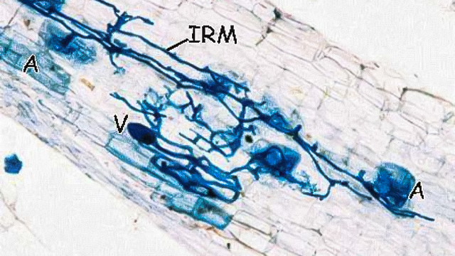 Characteristic arbuscular mycorrhizal fungal structures formed within the roots of a host plant