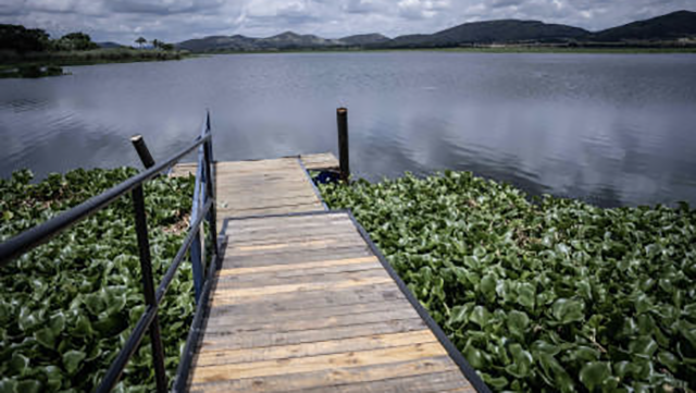 Water hyacinths on Hartbeespoort Dam on 31 January 2023. [Picture: Abigail Javier/Eyewitness News]