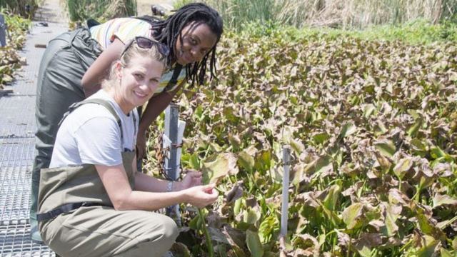 Professor Julie Coetzee and Keneilwe Sebola inspecting the plants 