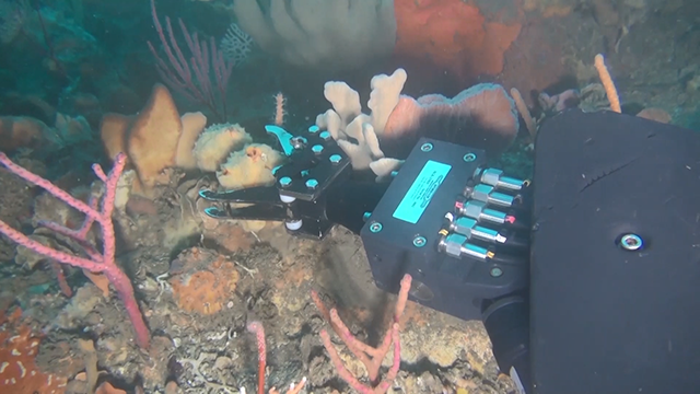 Samples are collected using a remotely operated vehicle (ROV) [IMAGE SUPPLIED]