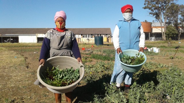 Gardening drive enables citizens to grow their own produce