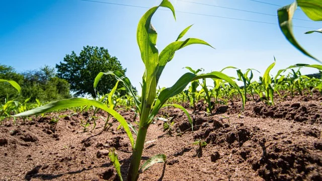 Most maize production relies on natural rainfall, making it vulnerable to changing rainfall patterns. [Shutterstock]