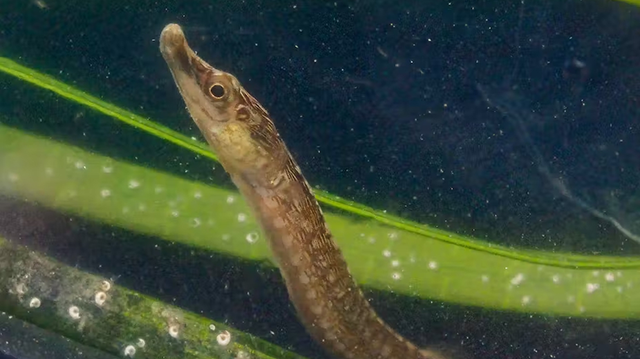 The estuarine pipefish is not easy to find - it camouflages itself amid seagrass. [Picture credit: Louw Claassens]