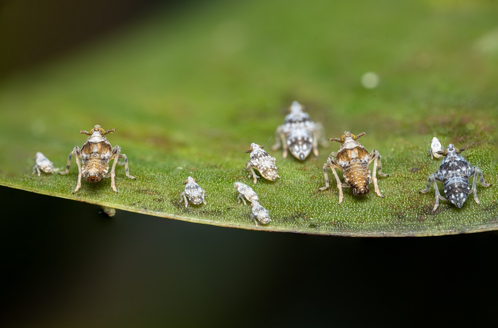 Megamelus scutellaris adults and nymphs