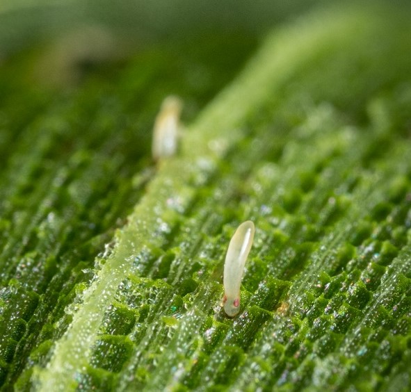 Megamelus scutellaris eggs