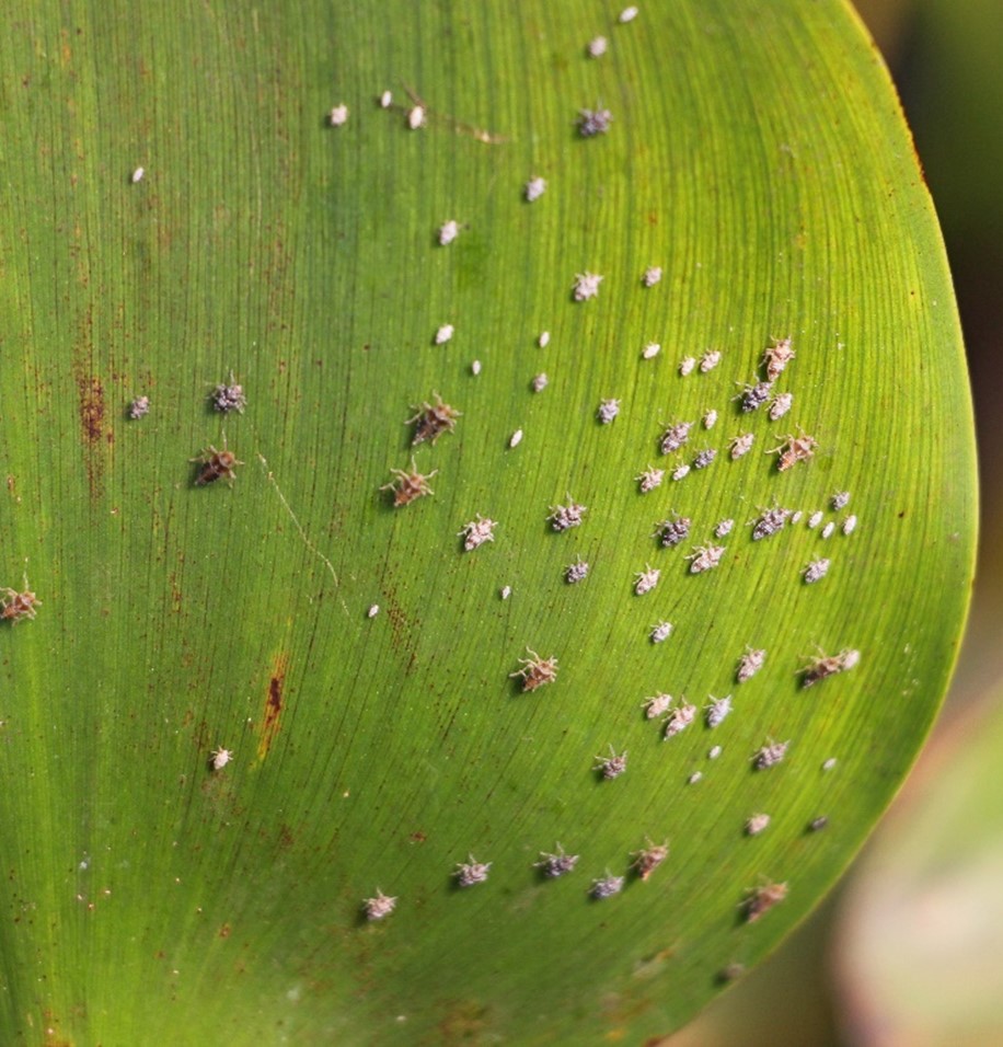 Megamelus scutellaris nymphs and adults