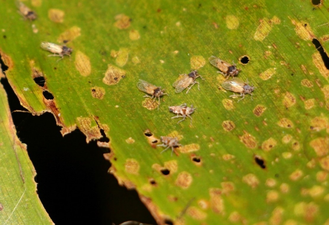 Megamelus scutellaris winged (macropterous, top) and unwinged (brachypterous, bottom)