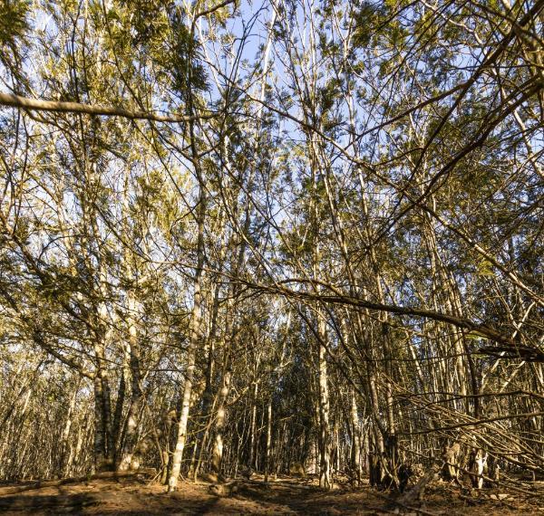 Dense stand of invasive Acacia mearnsii, photograph David Taylor
