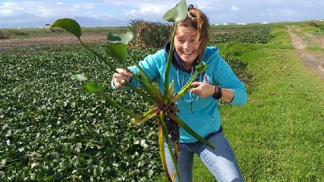 Emily getting to grips with water hyacinth