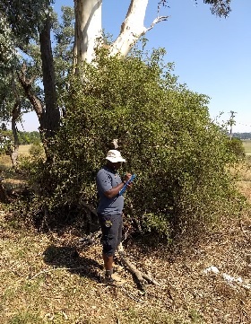 Evans Field bush