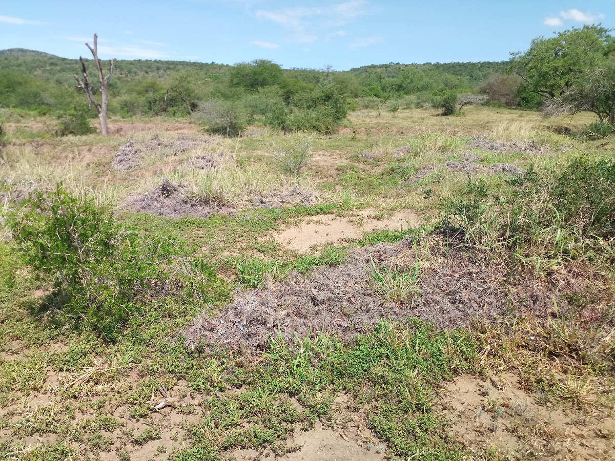 Dead patches of invasive alien jointed cactus in Hluhluwe-iMfolozi successfully controlled using biological control (Photo by Dennis Kelly) 
