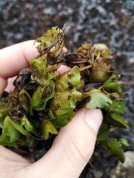 Kariba weed and weevil