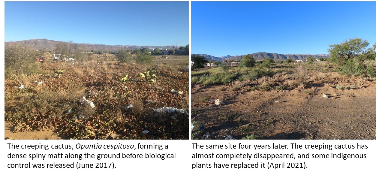 Opuntia cespitosa before and after