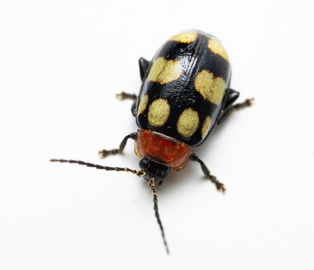 The damaging flea-beetle 