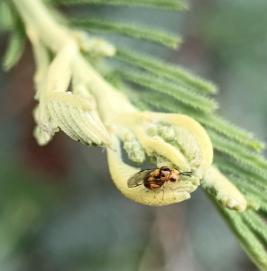 Perilampella hecataeus on Silver wattle (Acacia dealbata) shoots at release site near Clarens in the Free State in the Grassland Biome. Photos Grant Martin.
