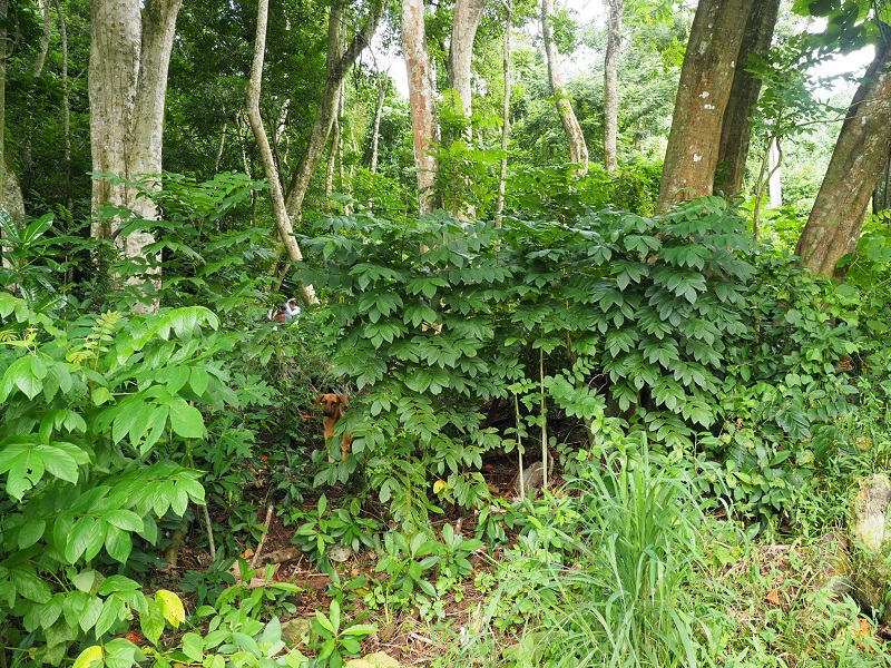 African tulip tree forming a dense thicket in the understory of a forest in Rarotonga