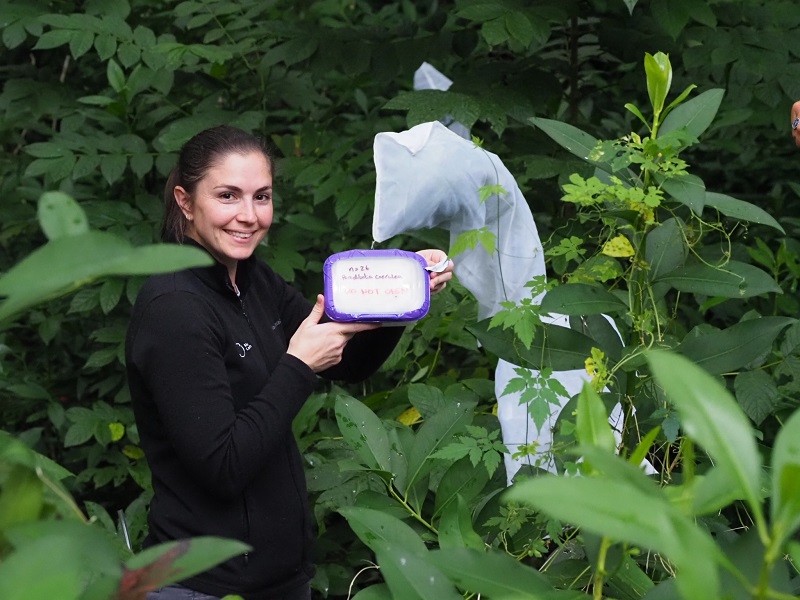 Stephanie Morton of LandCare Research NZ releasing the new biocontrol agent in Rarotonga. 