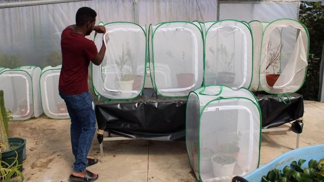 Tapiwa Mushore conducting multichoice tests being in tunnels at Rhodes University, to determine host specificity of the leafhopper pest on Honeybush