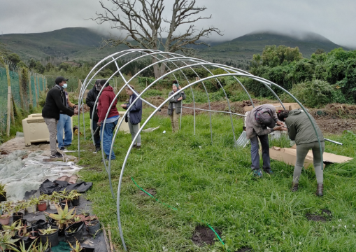 CBC and Garden Route Botanical Gardens staff setting up the satellite mass-rearing tunnel