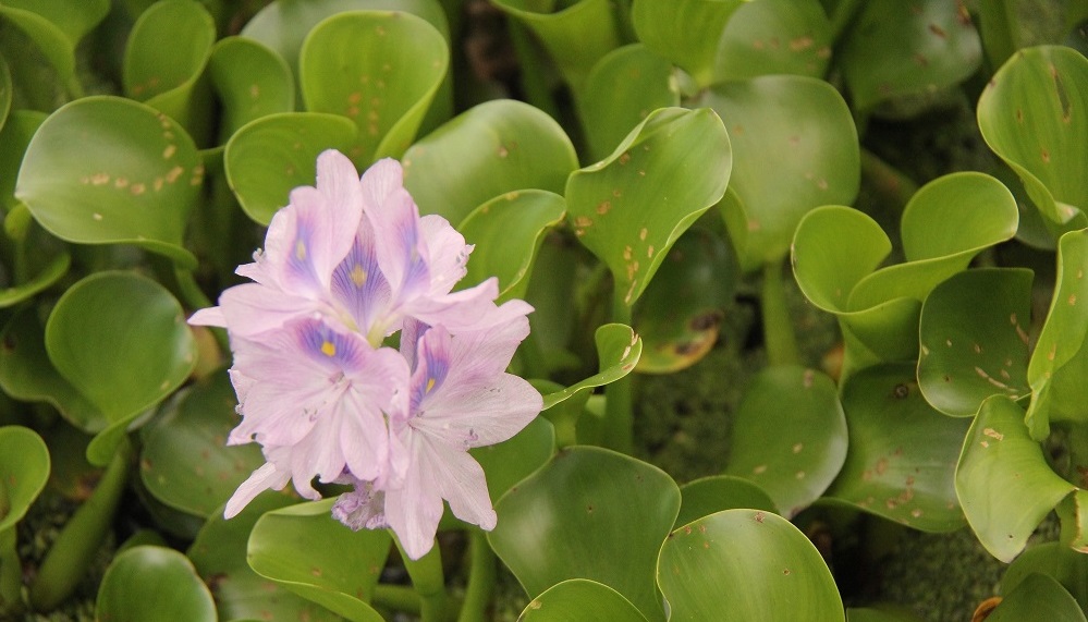 Water hyacinth
