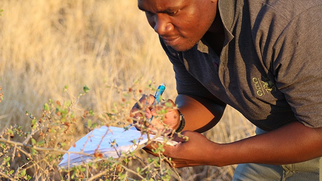 Evans recording and searching for insects in the field in Goondiwindi, Queensland, Australia.