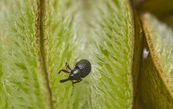 C.salviniae on Salvinia minima